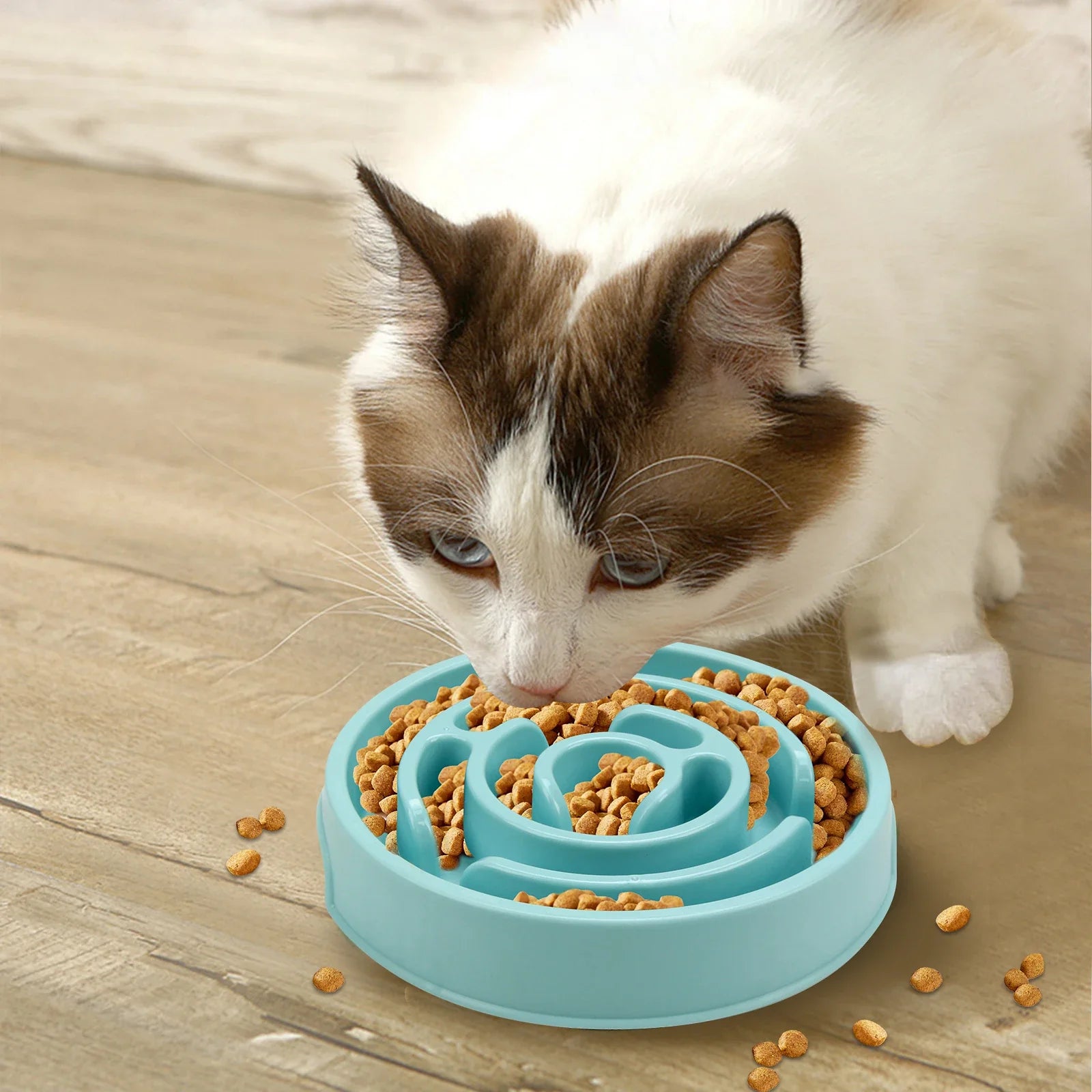 Cat Care Essentials