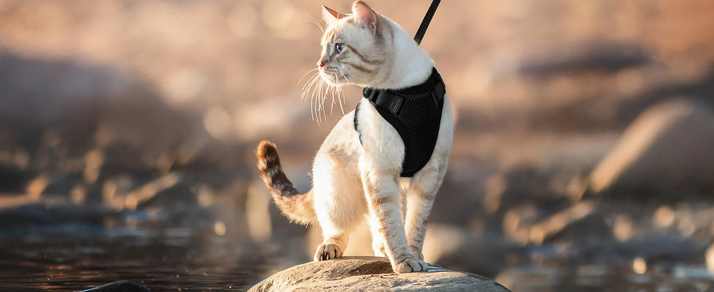 Escape-Proof Cat Harness & Leash Set for Walking – Soft Adjustable Vest, Lightweight & Breathable, Perfect for Outdoor Adventures