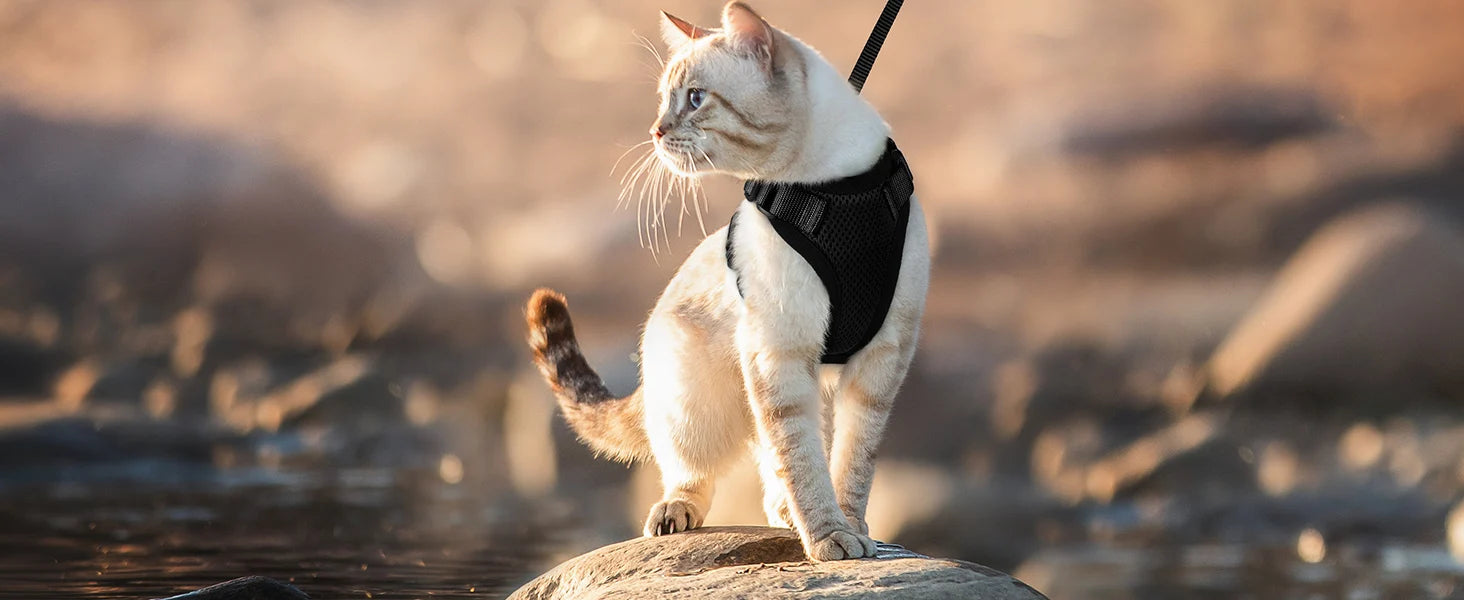 Escape-Proof Cat Harness & Leash Set for Walking – Soft Adjustable Vest, Lightweight & Breathable, Perfect for Outdoor Adventures
