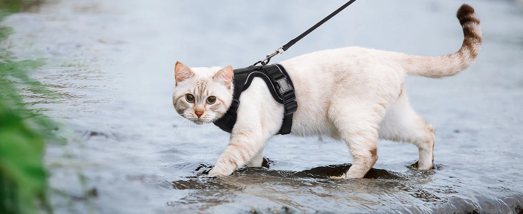 Escape-Proof Cat Harness & Leash Set for Walking – Soft Adjustable Vest, Lightweight & Breathable, Perfect for Outdoor Adventures