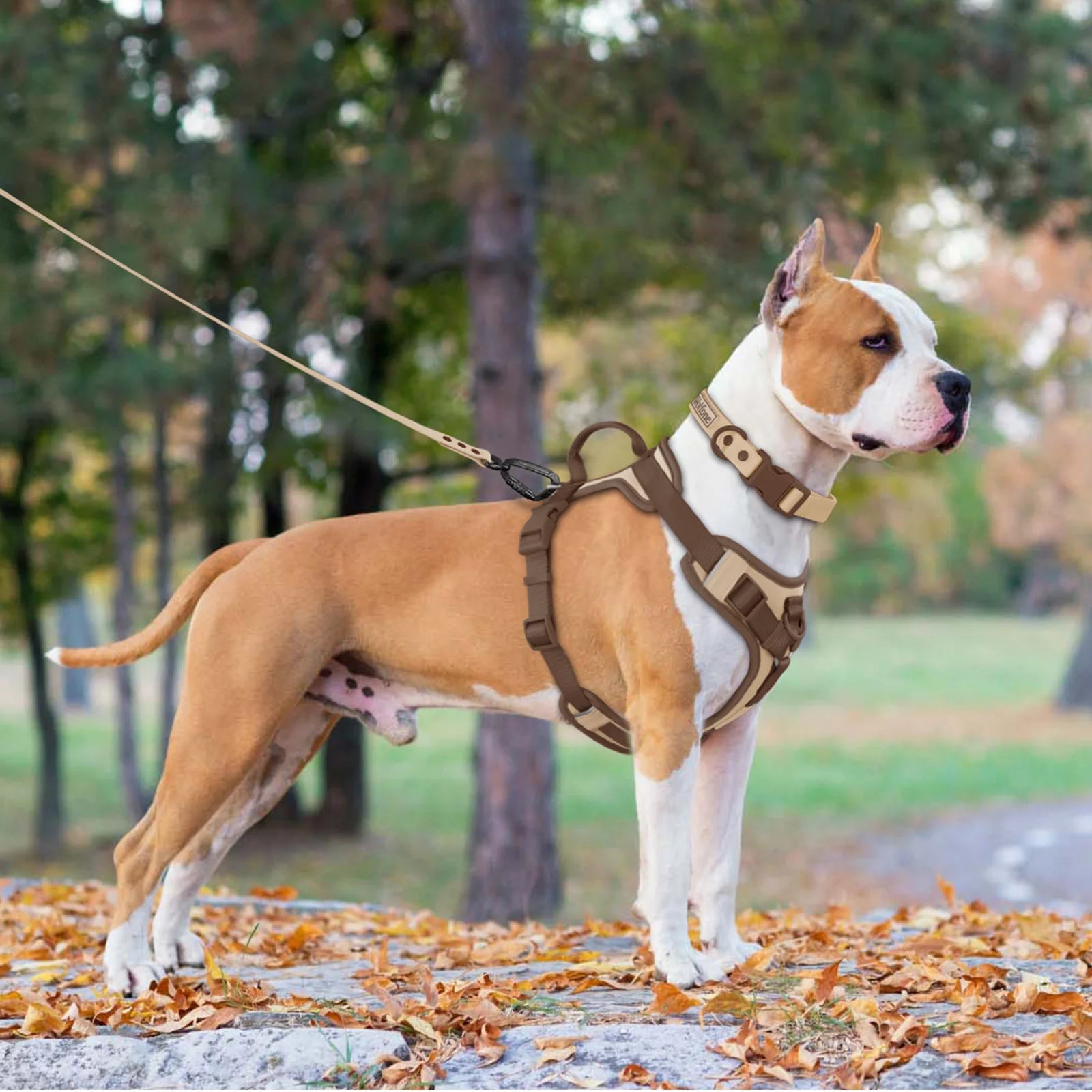 Luxury Adjustable Dog Harness – No-Pull Chest Strap, Personalized