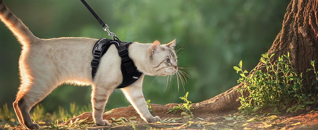 Escape-Proof Cat Harness & Leash Set for Walking – Soft Adjustable Vest, Lightweight & Breathable, Perfect for Outdoor Adventures